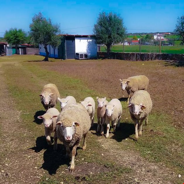 Hotel Evora Portugal nomad remote 56d3e5bb-c84f-44c1-8dcc-a1d84879eeb1_NS Quinta da Tapadade Sao Pedro Portugal sheep.jpg